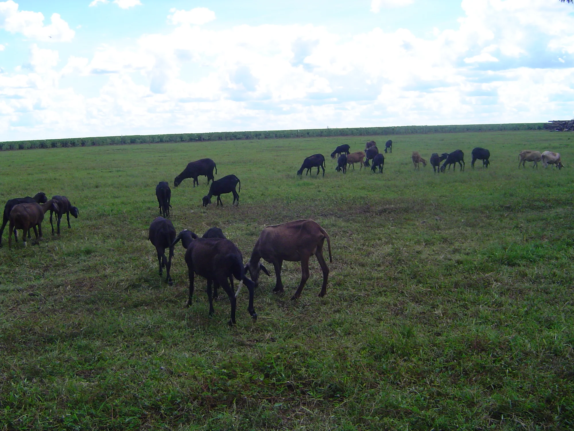 Lavoura e sede da Fazenda Cargnelutti, em Lucas do Rio Verde